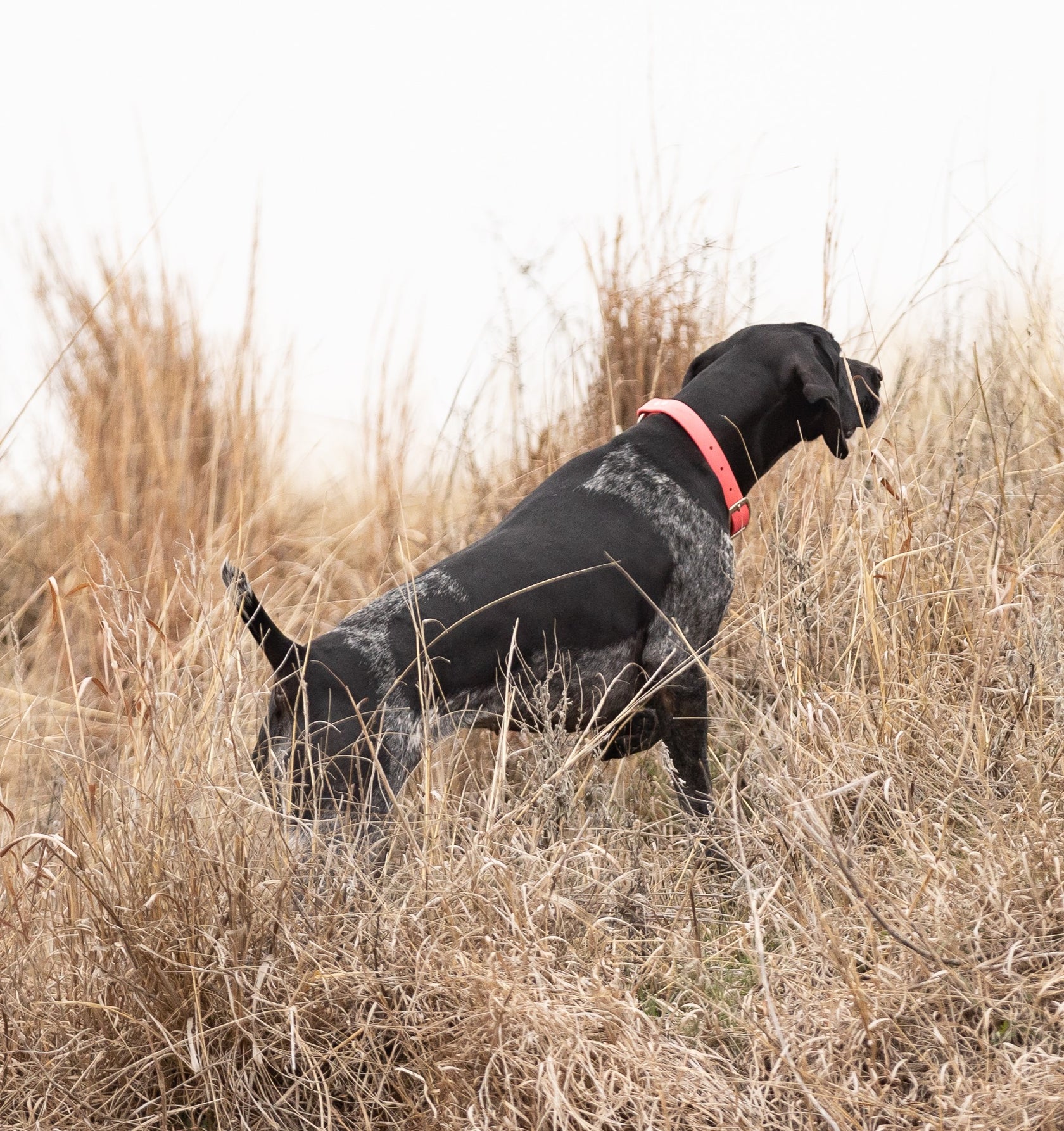 Paradigm Sporting Dog First Aid PARADIGM SPORTING DOG